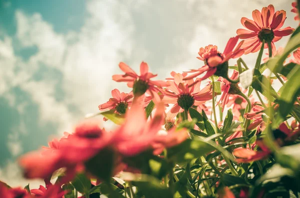 백 일초 레 꽃 빈티지 — 스톡 사진