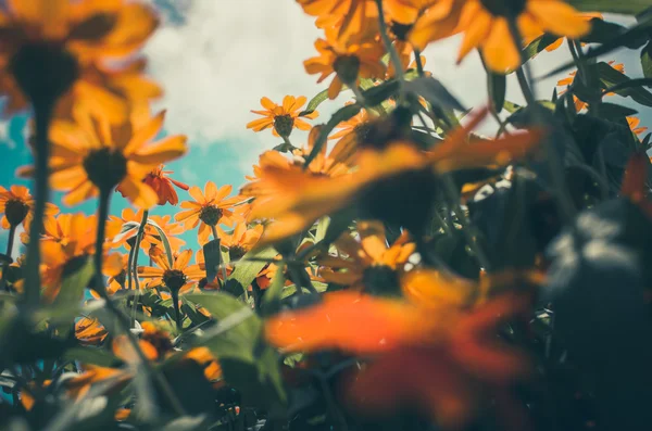 Zinnia angustifolia blüht Jahrgang — Stockfoto