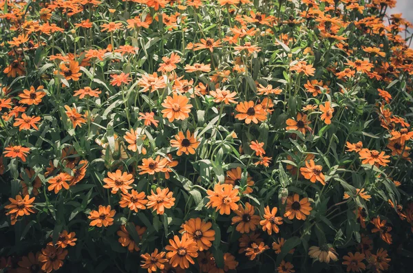 Zinnia angustifolia blüht Jahrgang — Stockfoto