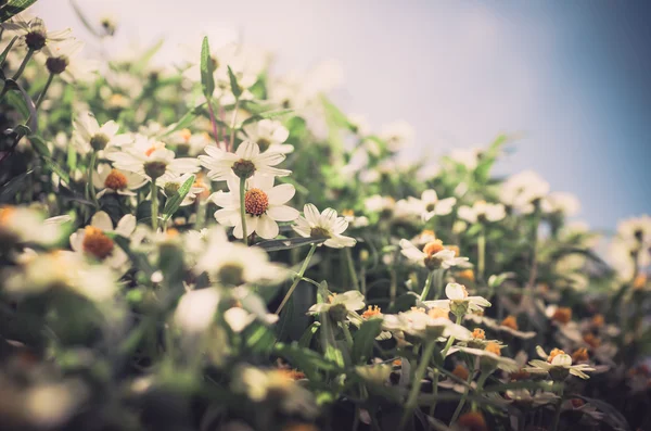 Zinnia angustifolia bloemen vintage — Stockfoto
