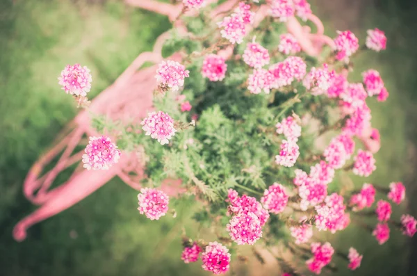 ヴィンテージのピンクの花 — ストック写真