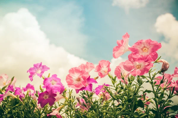 Petunia or Petunia Hybrida Vilm vintage — Stock Photo, Image