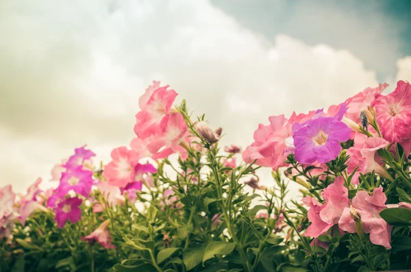 Petunia of petunia hybrida vilm vintage — Stockfoto