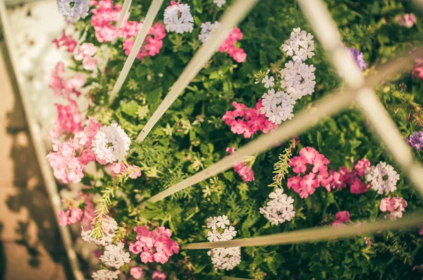 Wilde kleine Blume Jahrgang — Stockfoto