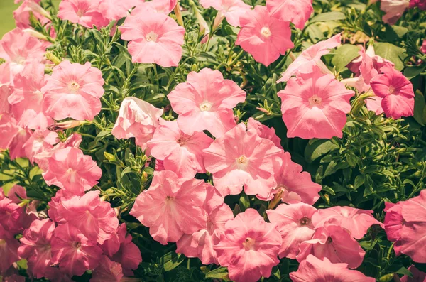 Petunia o Petunia Hybrida Vilm vintage — Foto Stock