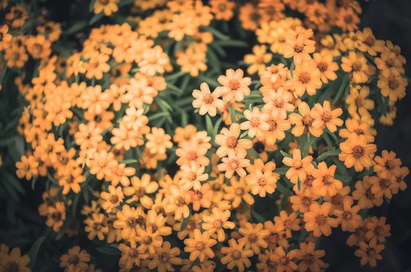 Zinnia angustifolia blommor vintage — 图库照片
