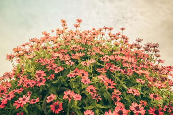 Zinnia angustifolia bloemen vintage — Stockfoto