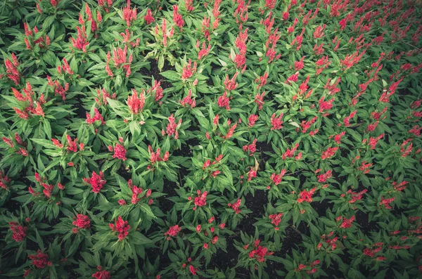 Celosia o fiori di lana o Cockscomb fiore vintage — Foto Stock