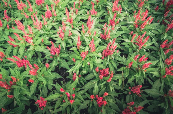 Celosia of wol bloemen of cockscomb bloem jaargang — Stockfoto