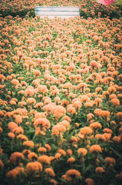 Celosia or Wool flowers or Cockscomb flower vintage — Stock Photo, Image