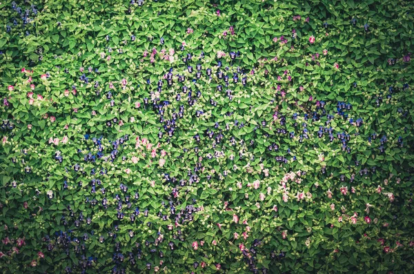 Torenia oder Querlenker Blumen Jahrgang — Stockfoto