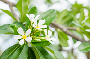 Frangipani veya pagoda ağaç veya Tapınağı ağaç çiçek