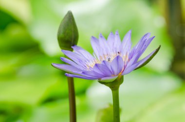 Lotus veya nilüfer çiçeği