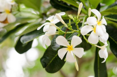 Frangipani veya pagoda ağaç veya Tapınağı ağaç çiçek