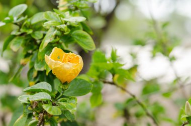 Ayakkabı çiçek veya ebegümeci