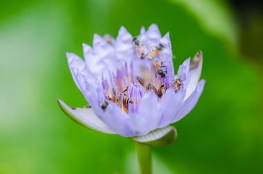 Lotus veya nilüfer çiçeği