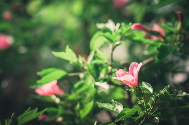 Pembe çiçek vintage