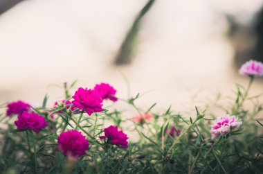 Ortak Semizotu veya Verdolaga veya Pigweed veya küçük Hogweed veya irin