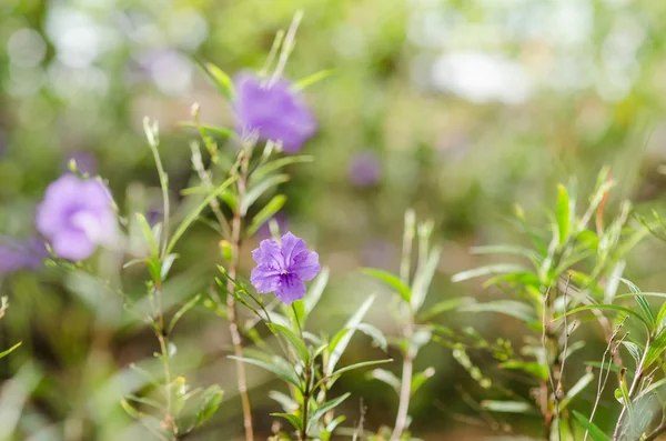 Ruellia tuberosa flor — Foto de Stock