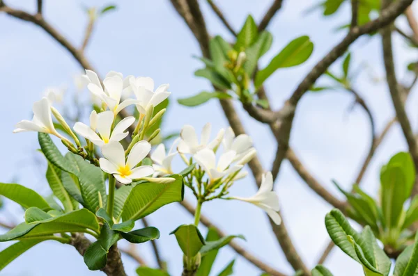 Frangipani 또는 탑 트리 또는 사원 나무 꽃 — 스톡 사진