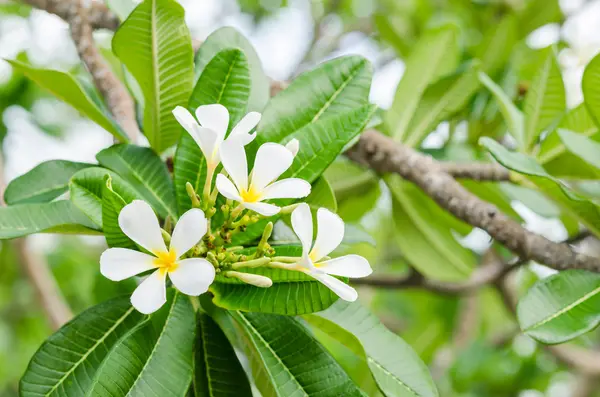 Frangipani o árbol de pagoda o flor del árbol del templo —  Fotos de Stock