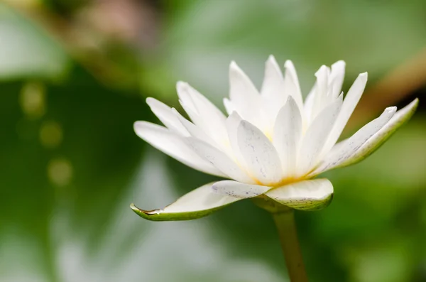 Lótus ou flor de lírio de água — Fotografia de Stock