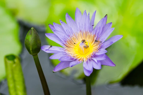 Lotus eller näckros blomma — Stockfoto