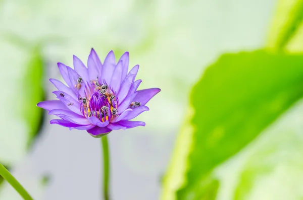 Lotus ou fleur de nénuphar — Photo