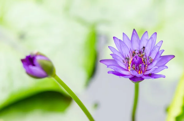 Flor de loto o lirio de agua — Foto de Stock