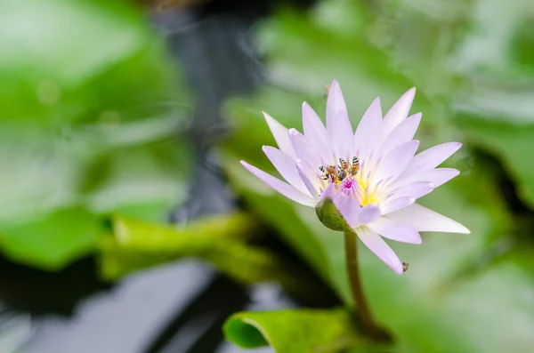 Flor de loto o lirio de agua — Foto de Stock