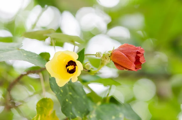 Flor del zapato o Hibiscus —  Fotos de Stock