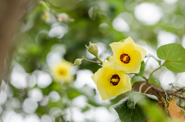 Flor de sapato ou Hibisco — Fotografia de Stock