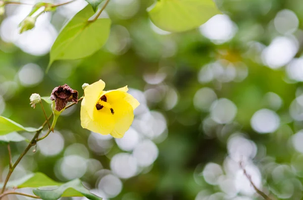 Schuhblume oder Hibiskus — Stockfoto