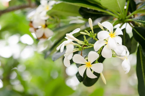 Frangipani ou Pagode arbre ou Temple arbre fleur — Photo