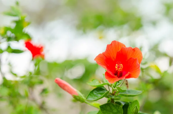 鞋花或芙蓉 — 图库照片