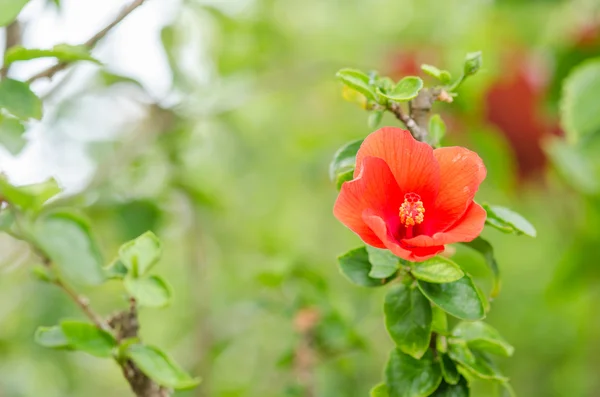 Shoe Flower or Hibiscus — Stock Photo, Image