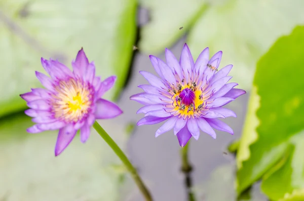 Lotus of water lily bloem — Stockfoto