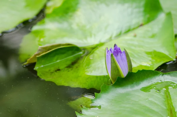 Цветок лотоса или лилии — стоковое фото