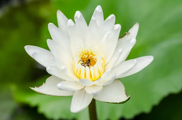 Lotus ou fleur de nénuphar — Photo