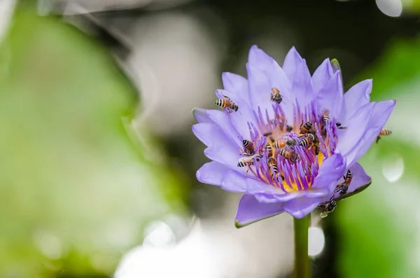 Lotus tai vesi lilja kukka — kuvapankkivalokuva