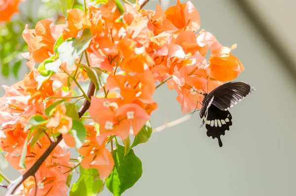 Fleurs en papier ou Bougainvilliers et papillons — Photo