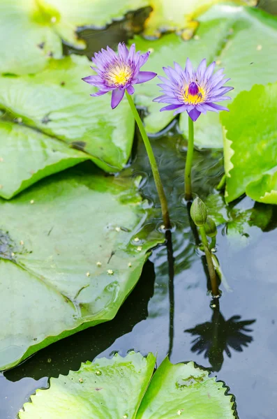 Lotus ou fleur de nénuphar — Photo