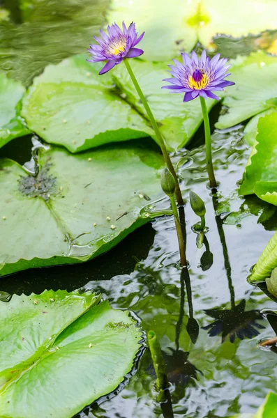 Lotusblume oder Seerose — Stockfoto