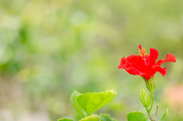 Shoe Flower or Hibiscus — Stock Photo, Image