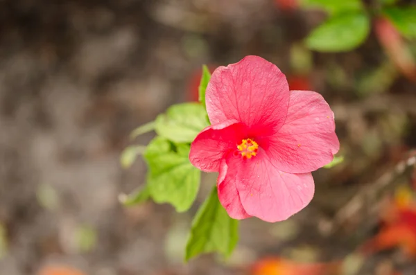 Flor del zapato o Hibiscus — Foto de Stock