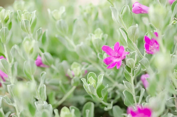 Flor rosa —  Fotos de Stock