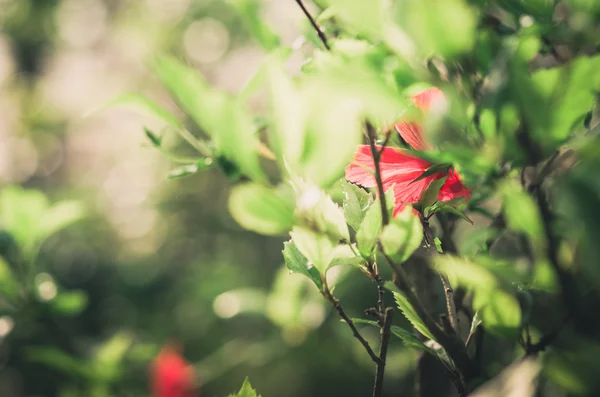 Hibiscus kukka vuosikerta — kuvapankkivalokuva