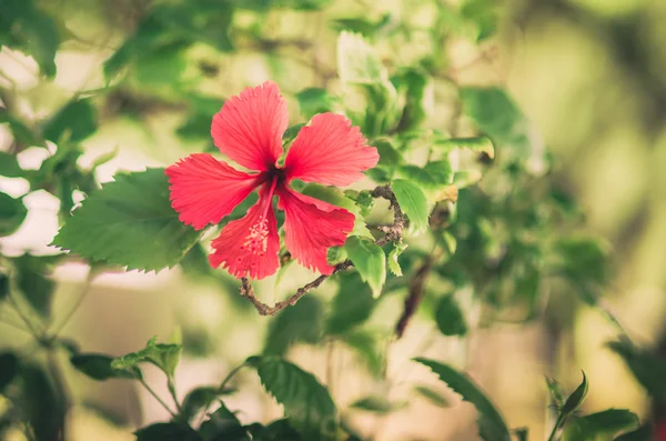 Vintage kwiat hibiskusa — Zdjęcie stockowe