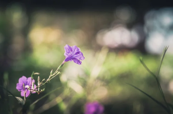 Ruellia tuberosa 꽃 빈티지 — 스톡 사진