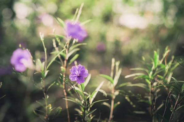 Ruellia tuberosa flower vintage — Stock Photo, Image